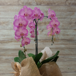 Orquídea Phalaenopsis 3 Hastes na Juta "Foto real do produto"